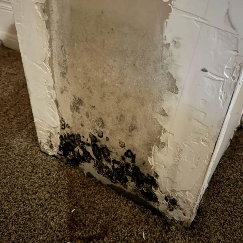 Professional Mold Removal in Wilkes County, NC
